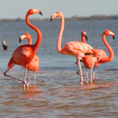 Yucatan nature tours